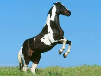 Horse Autumn Appaloosa Background Quarter Ecran Quater Wallpaper For