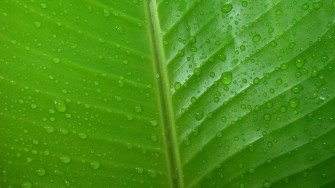 Green Leaves Wallpaper