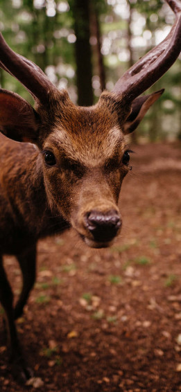 Animals iPhone Wallpaper