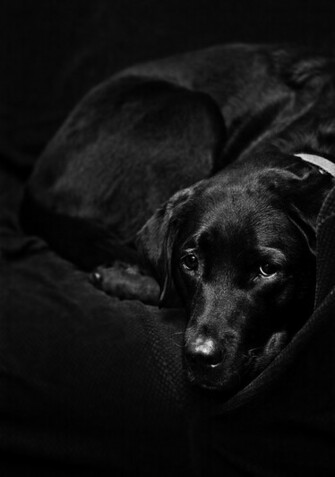 Black Wallpaper Lab