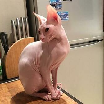 Aww That Smirk Sphynx Kitten Beautiful Animal Kitty Hairless