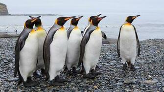 King Penguins At St Andrews Bay South Georgia Island Uk