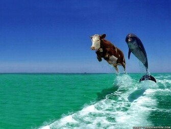 Cool Wallpaper Funny Animal