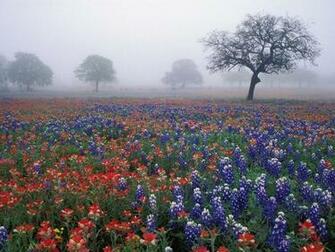 High Resolution Indian Paintbrush Wallpaper In Nature Flowers Desktop