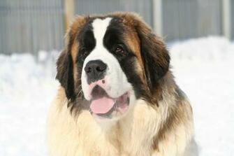 Dog Photo And Wallpaper Beautiful Winter St Bernanrd Pictures