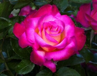 Roses Of Meaningful Wallpaper
