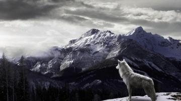 Lobo Lobos Wallpaper