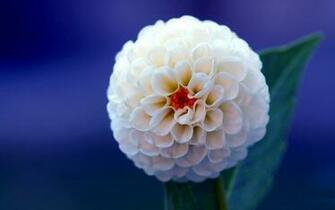 Dahlia Flower Wallpaper HD