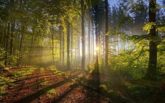 Landscapes Nature Trees Forest Sunlight Fresh New HD