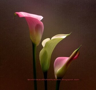 Beautiful Wallpaper Calla Lily Flowers
