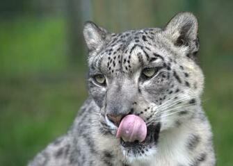 Big Cats Wallpaper