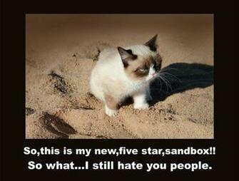 Cat Meme Quote Funny Humor Grumpy Sadic Wallpaper Background