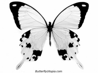 Wallpaper Corner White Black Butterfly Color Combination