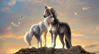 Wolves Love 720p HD 4k Wallpaper Image Photos