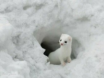 Lovely Wallpaper Little Cute Animals