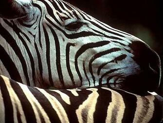 Jungle Safari Animal Photographic Wallpaper For Your Computer Desktop