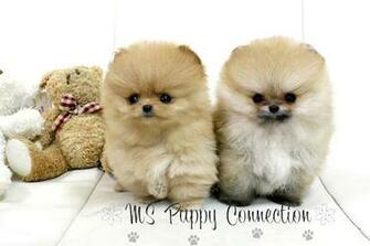 Teacup Puppies