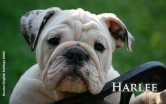 Available Puppies Houston English Bulldogs