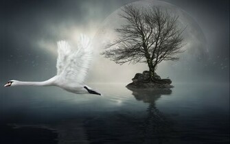 Stork Flying Dreamy Water Wallpaper HD