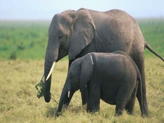Wallpaper 1280x800 Elephant Html