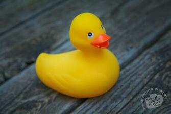 Rubber Duck Stock Photo Image Picture Big Yellow