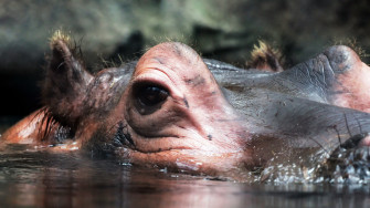 Hippopotamus Wallpaper Full HD