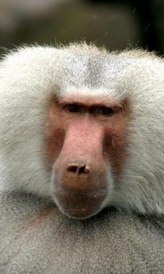 Mix Of Animals Wallpaper Apk