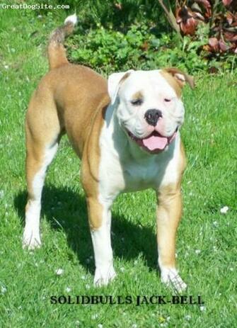 English Bulldogges Swanton Animals Shermans Olde