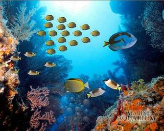 Marine Aquarium