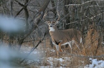 Photography By Lisa Saskatchewan Wildlife Calendar Wayne