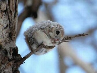 Animal Cute Snow White Winter Image On Favim