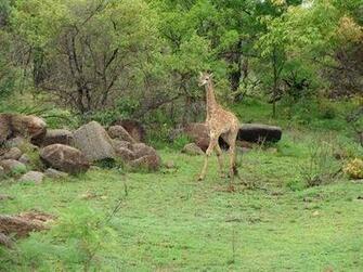 Animals Giraffe HD Wallpaper Bestepics