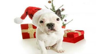 Christmas Puppy Dog HD Wallpaper For iPhone