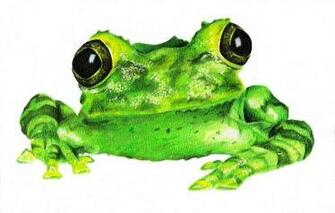 Frogstomp By Anuahs