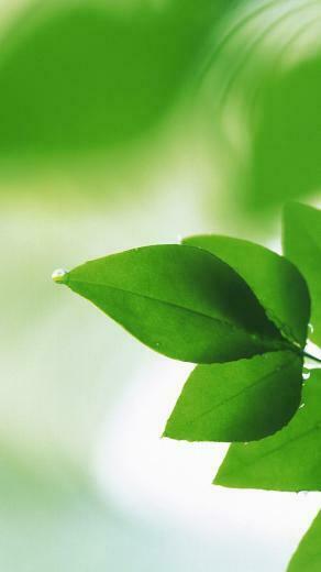 Galaxy S6 HD Green Grass Samsung Wallpaper