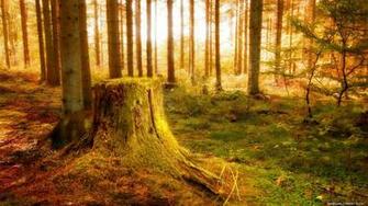 Wallpaper Nature