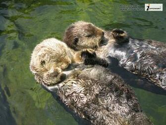 Cute Otters Holding Hands HD Wallpaper Background Image