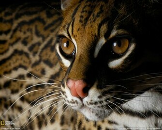 Ocelot Wallpaper