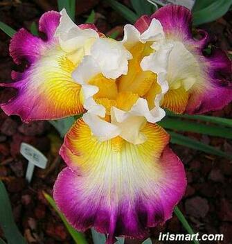 Wallpaper Yellow And Purple Bearded Iris