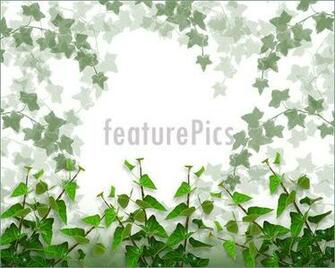 Ivy Clipart And Stock Illustrations Vector Eps