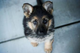 German Shepherd Screensavers Background Cute