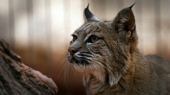 Lynx Wallpaper Jpg