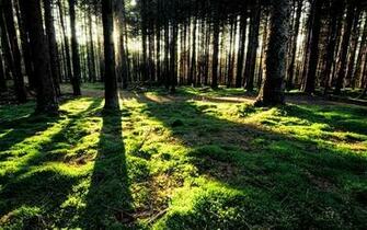 Trees Forest Sunlight Wallpaper