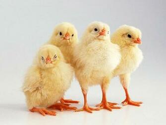 Tag Chicks Wallpaper Image Photos Pictures And Background For