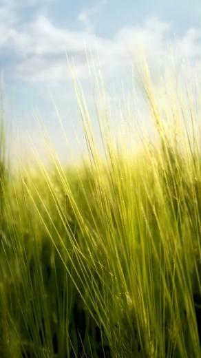 Spring iPhone Wallpaper