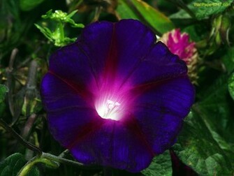 Purple Flowers Wallpaper
