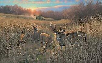 Whitetail Deer Paintings Wallpaper Harvest Time Jpg