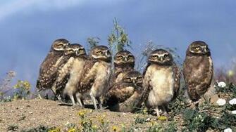 Birds Babies Owls Wallpaper High Quality