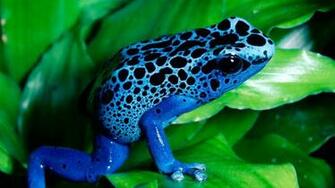 Background Green Frog Desktop HD Wallpaper Html