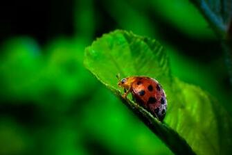 Ladybug Computer Wallpaper Desktop Background Id